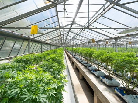 Marijuana Farm Indoors